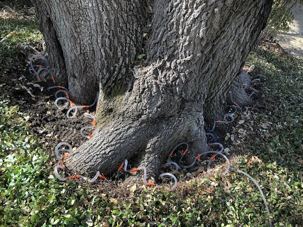 Detailed Tree Cabling and Bracing job site in Dakota